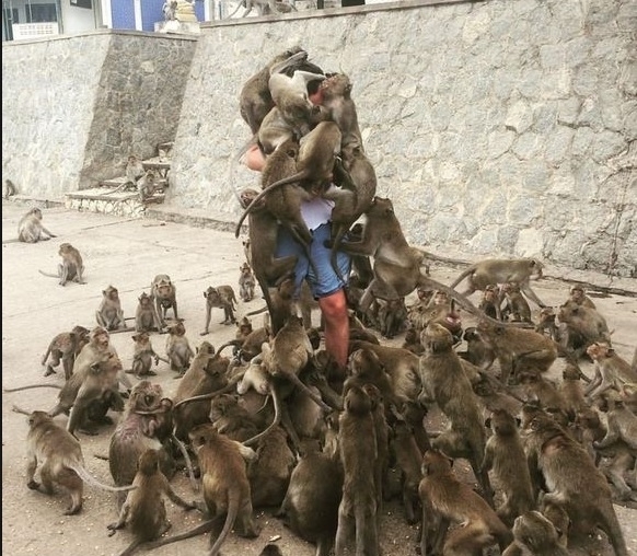 რატომ უნდა აჭამოთ მაიმუნებს ფრთხილად