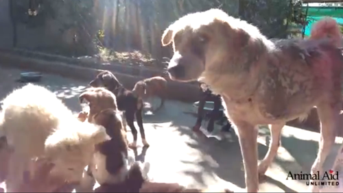 ლეკვებმა ინვალიდ ძაღლს სიცოცხლის ხალისი დაუბრუნეს (+ვიდეო)