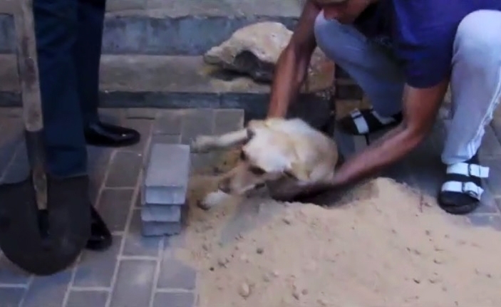 მუშებმა მაკე ძაღლი ცოცხლად დამარხეს (+ვიდეო)