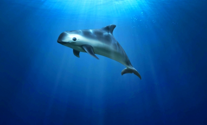 ”ზღვის პანდა” - ყველაზე პატარა დელფინი მსოფლიოში (+ვიდეო)