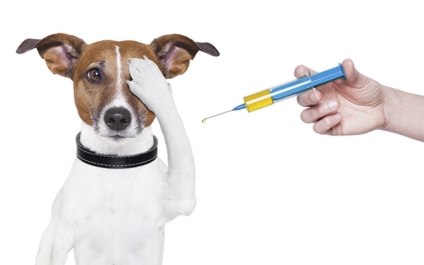 ძაღლის ვირუსული დაავადებები (ენტერიტი, ჭირი, ჰეპატიტი, ცოფი)