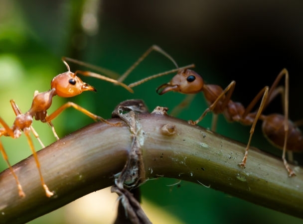 ჭიანჭველები სარკეში საკუთარ თავს ცნობენ
