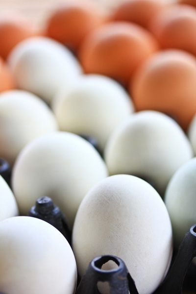 რატომ არის ზოგი კვერცხი თეთრი და ზოგი ყავისფერი?