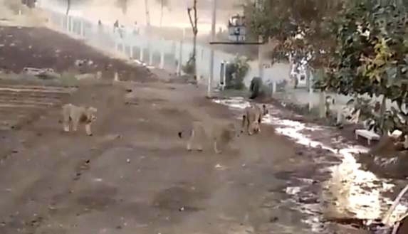 რა მოხდა, როცა მშიერი ლომები სოფელში შევიდნენ… (+ვიდეო)