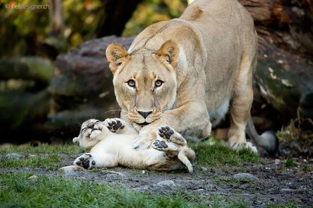 დედები და შვილები ცხოველთა სამეფოში (20 ფოტო)