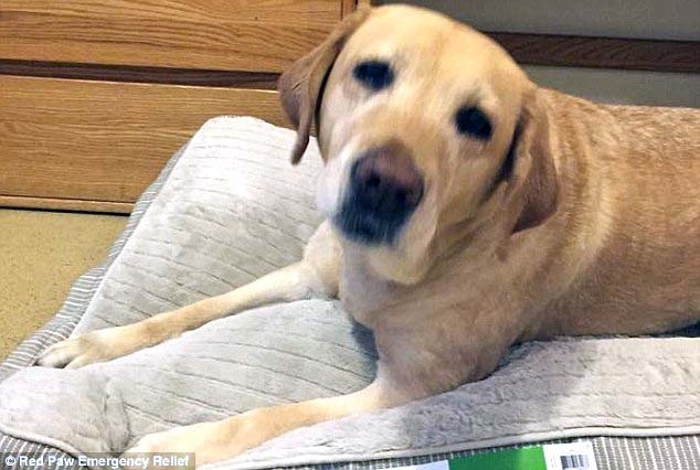 ჭკვიანმა ძაღლმა 911-ზე დარეკა და პატრონი სიკვდილს გადაარჩინა