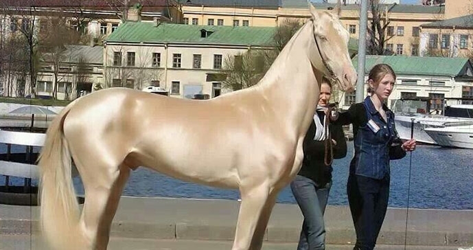მსოფლიოში ყველაზე ლამაზი და იშვიათი ცხენი