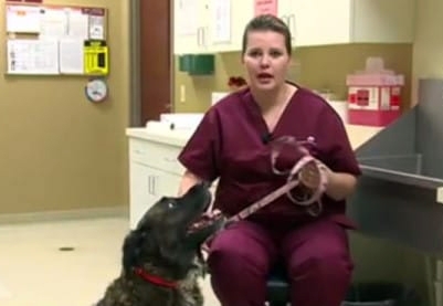 ქალი ცდილობდა ძაღლი ლოგინიდან გაეგდო, მაგრამ ის არ მიდიოდა.. იმან, რაც შემდეგ მოხდა, მისი სიცოცხლე გადაარჩინა! (+ვიდეო)