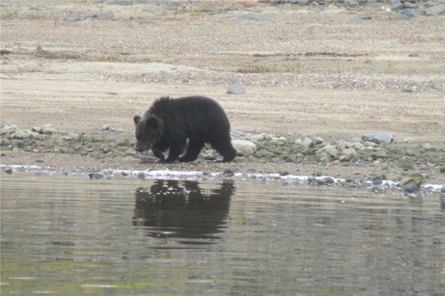 დათვმა უკანასკნელად შეხედა თავის ბელებს და მდინარეში შეცურა