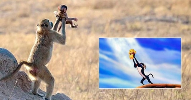 სავანაში მაიმუნმა ზუსტად გაიმეორა სცენა მულტიპლიკაციური ფილმიდან "მეფე ლომი"