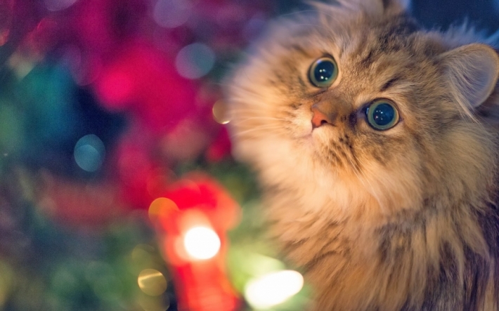 მეცნიერებმა ახსნეს, თუ როგორ ახანგრძლივებენ კატები ჩვენს ცხოვრებას