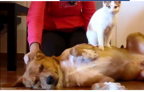 კატას პატრონი ჭირდებოდა, მან გადაწყვიტა ძაღლს სახლში გაყოლოდა (+ვიდეო)