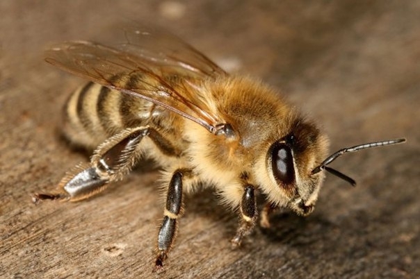 რატომ იღუპება ფუტკარი მას შემდეგ, რაც მსხვერპლს უკბენს...