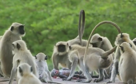 საოცარი კადრები - მაიმუნებმა სათამაშო მაიმუნი გამოიგლოვეს (+ვიდეო)