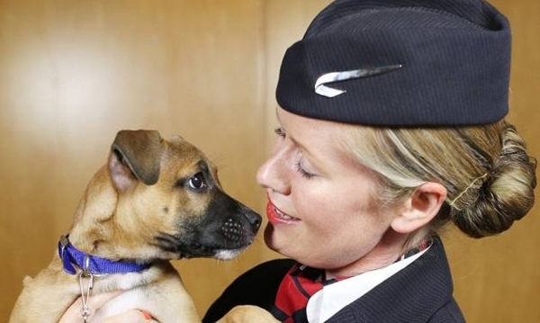ბრიტანული ავიაკომპანია ცხოველების შესახებ ახალ მაუწყებლობას იწყებს