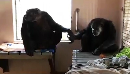 შიმპანზე, რომელმაც 18 წელი მარტოობაში გაატარა, თავისი ახალი მეგობრის ხელს წამით არ უშვებს (+ვიდეო)
