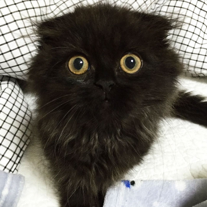 არაჩვეულებრივი კატა გიმო - უსაყვარლესი თვალებით, რომლებიც აჰიპნოზებენ (+ფოტო)