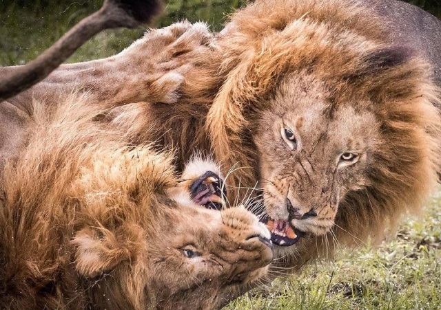 ფოტოგრაფმა ხვადი ლომების ეპიკური შერკინება ეჭვიანობის გამო, ნაკრძალში შემთხვევით გადაიღო