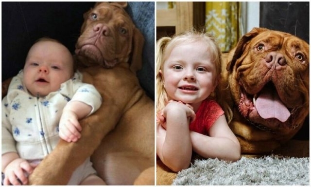 პატარა გოგონასა და უზარმაზარი ძაღლის საოცარი მეგობრობის ისტორია