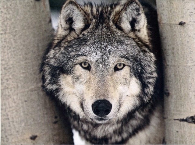 რუხი მგელი - შინაური ძაღლის წინაპარი
