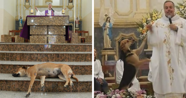 კათოლიკე მოძღვარმა ეკლესიაში მიუსაფარი ძაღლების თავშესაფარი მოაწყო