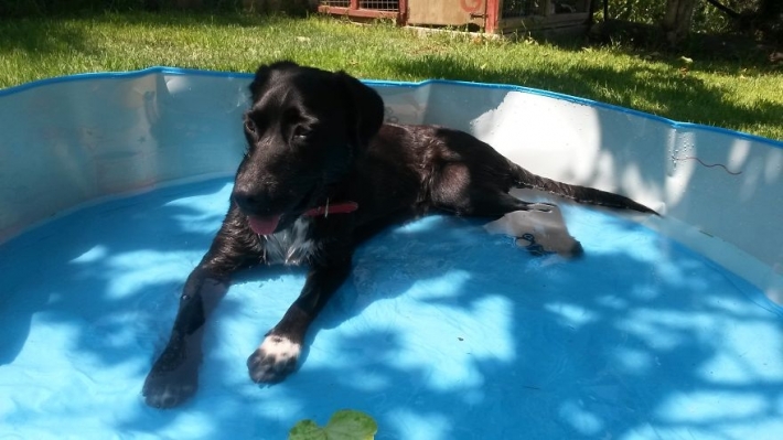 ეს ლიზაა - აყვანილი უსახლკარო ძაღლი, რომელიც გიჟდება წყალზე (+ვიდეო)