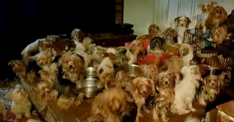 წყვილს პატარა ბინაში 170 ძაღლი საშინელ პირობებში ჩაკეტილი ჰყავდა