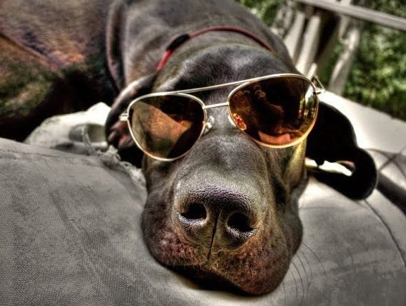 მუქი სათვალე და თქვენი ძაღლი იქნება თანამედროვე და ჯანმრთელი