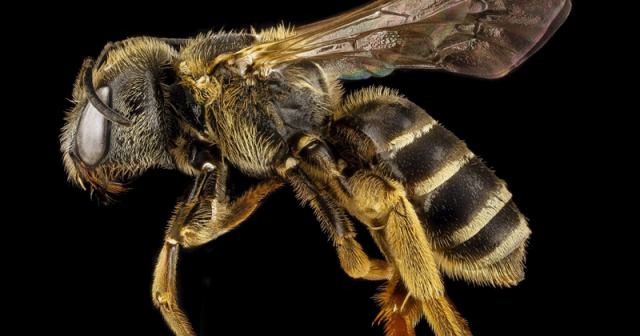 ფუტკრები: დედამიწის ბინადარი ყველაზე მნიშვნელოვანი ქმნილებები