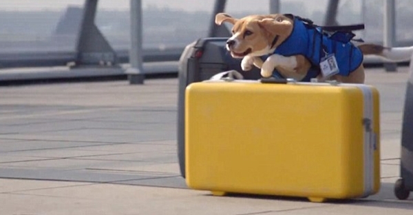 აეროპორტში მგზავთა დაკარგულ ნივთებს ძაღლი იპოვის (+ვიდეო)