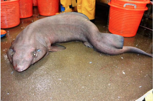 იშვიათი სახეობის ზვიგენი, ბიოლოგებმა 10 წლის შემდეგ კვლავ აღმოაჩინეს