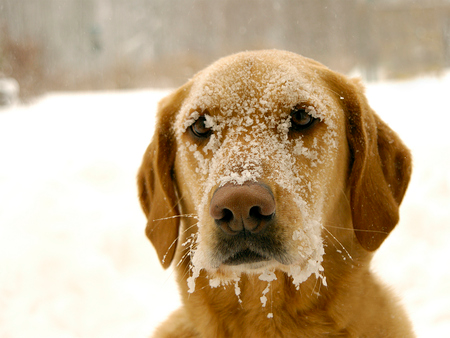 ვინც ძაღლს სიცივისა და ყინვის დროს ეზოში დატოვებს, გადაიხდის სოლიდურ ჯარიმას (+ვიდეო)