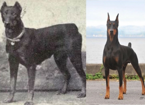როგორ შეიცვალა ძაღლის ჯიშები 100 წლის განმავლობაში