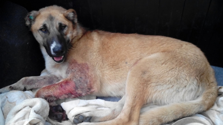 თბილისში მიკედლებულ ძაღლს ცეცხლსასროლი იარაღით დაზიანებები მიაყენეს (+ფოტო)