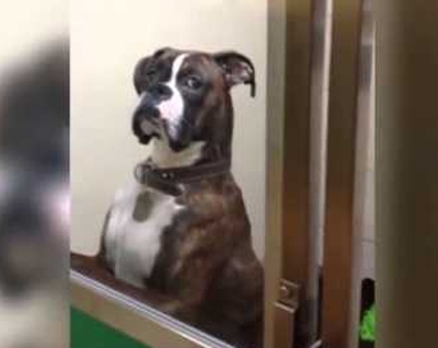 როგორი სახით შეხვდა  ცხოველების სასტუმროში დატოვებული ძაღლი არდადეგებიდან დაბრუნებულ პატრონებს? (+ვიდეო)