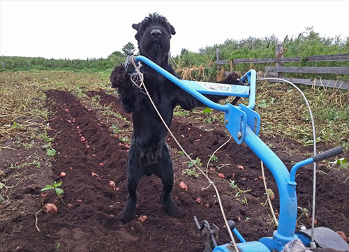 ძაღლი, რომელიც ფერმაში ადამიანივით მუშაობს