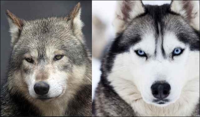 მგლებსა და ძაღლებს თანდაყოლილი სამართლიანობის შეგრძნება გენეტიკურად აქვთ