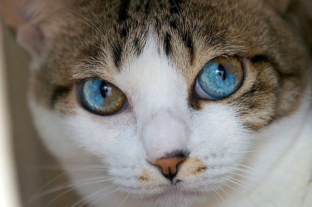 ჰეტეროქრომია - როცა კატების თვალებში მთელი სამყაროა (+ფოტო)