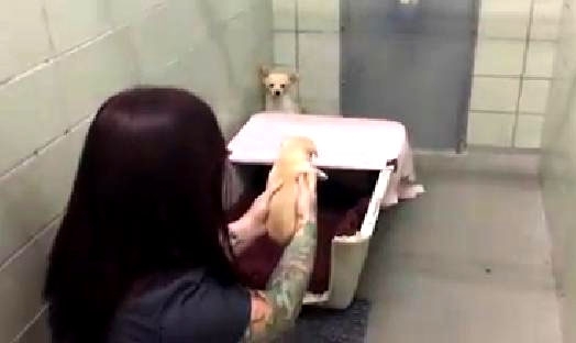 დედა ძაღლი არ ენდო ადამიანებს, სანამ მას თავისი ლეკვები არ დაუბრუნეს… (+ვიდეო)
