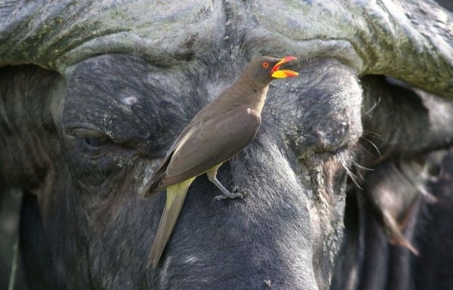 ულამაზესი "ფრინველი-ვამპირი", რომელიც გარეული ცხოველების სისხლით იკვებება (საოცარი ფოტოები)