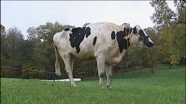 ბლოსომი - მსოფლიოში ყველაზე მაღალი ძროხა
