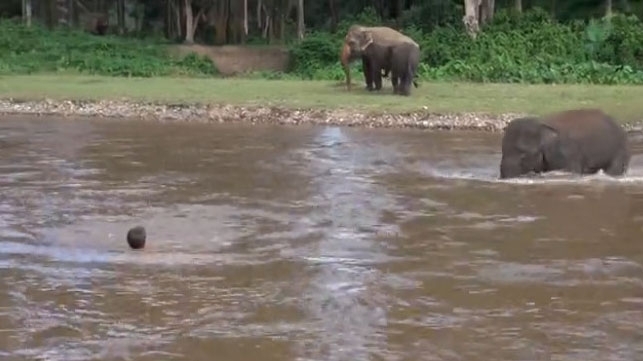 სპლიყვი თავისი მომვლელის გადასარჩენად აბობოქრებულ მდინარეში გადაეშვა (+ვიდეო)