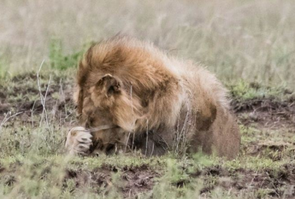 ცხოველთა მეფესაც კი ეშინია ძუ ლომის - უნიკალური ფოტო, რომელიც მონადირემ საფარაში გადაიღო