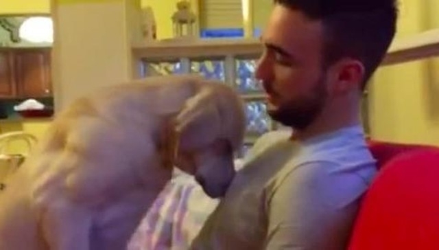 ძაღლი პატრონს პატიებას სთხოვს (+ვიდეო)