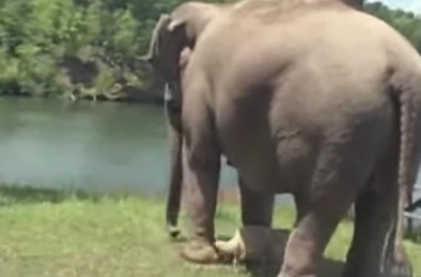 ეს სპილო სამი კვირაა, ერთი და იმავე ადგილზე დგას. ვერ წარმოიდგენთ, რას ელოდება (+ვიდეო)
