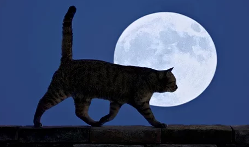 სად მიდიან კატები ღამით?