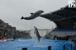 ბათუმის დელფინარიუმში 6 მამაკაცი შეიჭრა და დელფინების გათავისუფლება მოითხოვა, არიან დაშავებულები