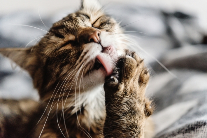 მეცნიერებმა განმარტეს, თუ როგორ შეიძლება შინაური კატა უფრო ბედნიერი იყოს