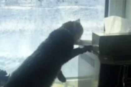 კატა მატროსკა ვლადივოსტოკიდან რეციდივისტი გახდა (+ვიდეო)