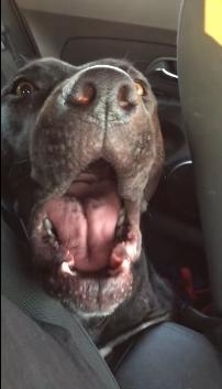 ძაღლმა ადელის ცნობილი ჰიტი შეასრულა და სოცქსელი მოხიბლა (+ვიდეო)